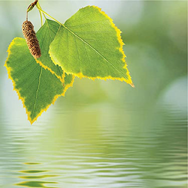 Olay Fresh Outlast Purifying Birch water & Lavender Soap (pack of 4) 360g